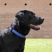 Blanding af racer Felix