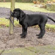 Blanding af racer Felix