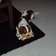 Cavalier king charles spaniel Nora