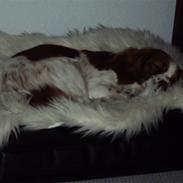 Cavalier king charles spaniel Nora