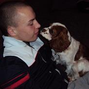 Cavalier king charles spaniel Nora