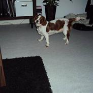 Cavalier king charles spaniel Nora