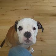 Olde english bulldogge Pirata