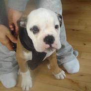 Olde english bulldogge Pirata
