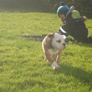 Olde english bulldogge Pirata