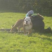 Olde english bulldogge Pirata