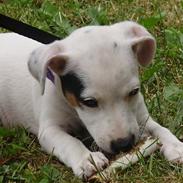 Jack russell terrier Viola