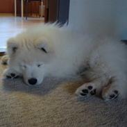 Samojedhund Højlund's Felix of Eddy