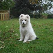 Samojedhund Højlund's Felix of Eddy