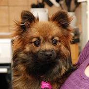 Blanding af racer Chilli