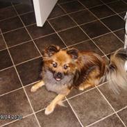 Blanding af racer Chilli