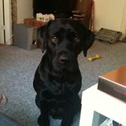 Labrador retriever balder