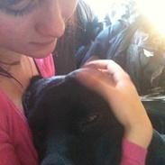 Labrador retriever balder