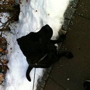 Labrador retriever balder