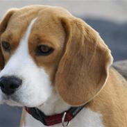 Beagle Smilla <3