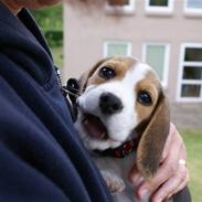 Beagle Smilla <3