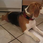 Beagle Smilla <3