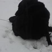Labrador retriever Bamse 