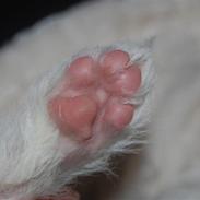 Chinese crested powder puff Soldalens Mille Mus.