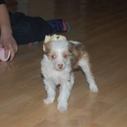 Chinese crested powder puff Soldalens Mille Mus.