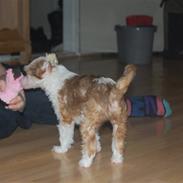 Chinese crested powder puff Soldalens Mille Mus.