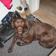 Labrador retriever Fiona