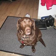 Labrador retriever Fiona