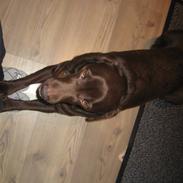 Labrador retriever Fiona