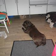 Labrador retriever Fiona