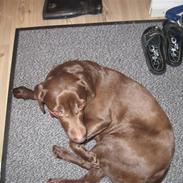 Labrador retriever Fiona