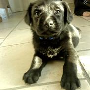 Labrador retriever Basse