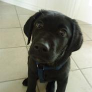 Labrador retriever Basse