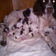 Field Trial spaniel Bine