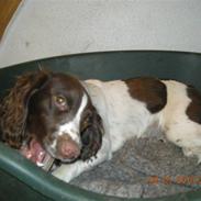 Field Trial spaniel Bine