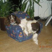 Field Trial spaniel Bine