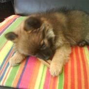 Blanding af racer Chilli