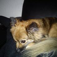 Blanding af racer Chilli