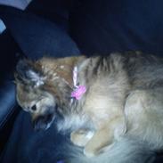 Blanding af racer Chilli