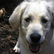 Golden retriever Sally