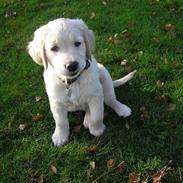 Golden retriever Sally