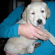 Golden retriever Sally