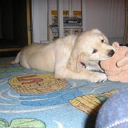 Golden retriever Sally