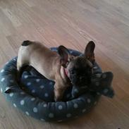 Fransk bulldog Nelly