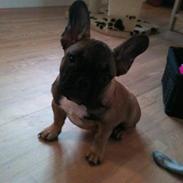 Fransk bulldog Nelly