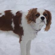 Cavalier king charles spaniel Cavanuggis Ally