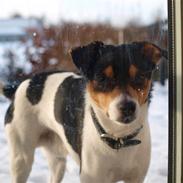Dansk svensk gaardhund Bølle