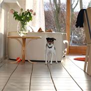 Dansk svensk gaardhund Bølle