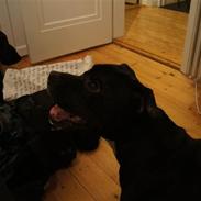 Staffordshire bull terrier *victor* HVIL I FRED<3