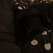 Staffordshire bull terrier *victor* HVIL I FRED<3