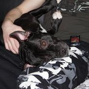 Staffordshire bull terrier *victor* HVIL I FRED<3